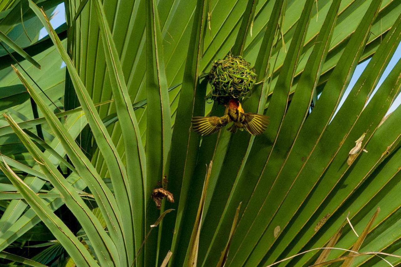 Tamba Kuruba Eco-Lodge Folonko Exteriör bild